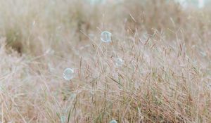 Preview wallpaper soap bubbles, glare, grass, field, macro