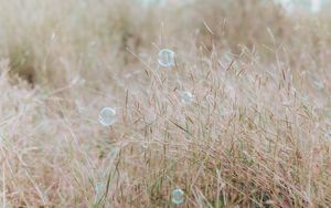 Preview wallpaper soap bubbles, glare, grass, field, macro