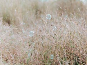 Preview wallpaper soap bubbles, glare, grass, field, macro