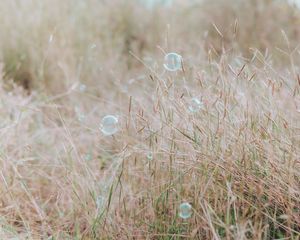 Preview wallpaper soap bubbles, glare, grass, field, macro