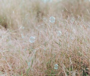 Preview wallpaper soap bubbles, glare, grass, field, macro