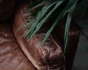 Preview wallpaper sofa, plant, leaves