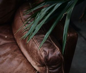 Preview wallpaper sofa, plant, leaves