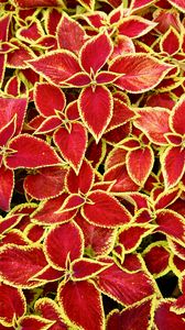 Preview wallpaper сoleus, plant, leaves, red, macro