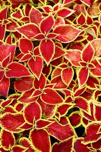 Preview wallpaper сoleus, plant, leaves, red, macro
