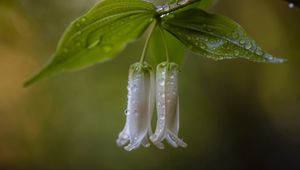 Preview wallpaper solomon seal, flowers, leaves, drops, rain