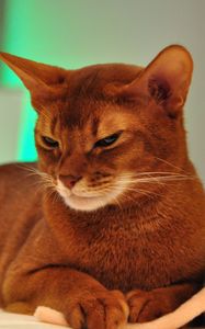 Preview wallpaper somali cat, face, lie, beautiful, color