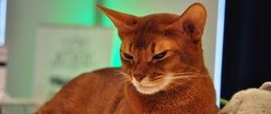 Preview wallpaper somali cat, face, lie, beautiful, color