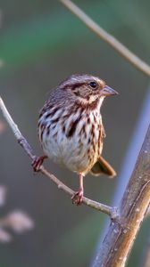 Preview wallpaper song sparrow, bird, branch, blur