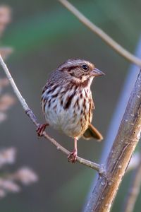 Preview wallpaper song sparrow, bird, branch, blur