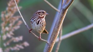 Preview wallpaper song sparrow, bird, branch, blur
