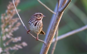Preview wallpaper song sparrow, bird, branch, blur