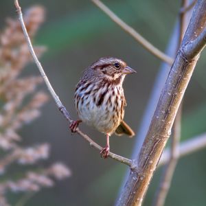 Preview wallpaper song sparrow, bird, branch, blur