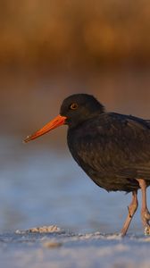 Preview wallpaper sooty  oystercatcher, oystercatcher, bird, wildlife