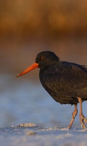 Preview wallpaper sooty  oystercatcher, oystercatcher, bird, wildlife