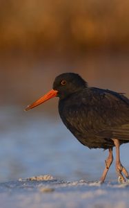 Preview wallpaper sooty  oystercatcher, oystercatcher, bird, wildlife