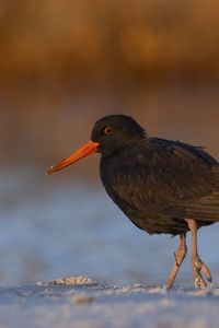 Preview wallpaper sooty  oystercatcher, oystercatcher, bird, wildlife