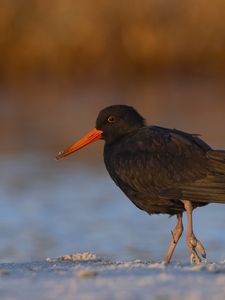 Preview wallpaper sooty  oystercatcher, oystercatcher, bird, wildlife