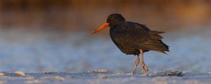 Preview wallpaper sooty  oystercatcher, oystercatcher, bird, wildlife