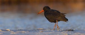 Preview wallpaper sooty  oystercatcher, oystercatcher, bird, wildlife