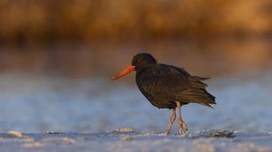 Preview wallpaper sooty  oystercatcher, oystercatcher, bird, wildlife