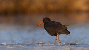 Preview wallpaper sooty  oystercatcher, oystercatcher, bird, wildlife