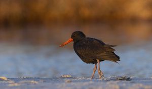 Preview wallpaper sooty  oystercatcher, oystercatcher, bird, wildlife