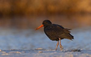 Preview wallpaper sooty  oystercatcher, oystercatcher, bird, wildlife