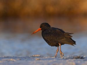 Preview wallpaper sooty  oystercatcher, oystercatcher, bird, wildlife