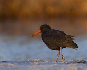 Preview wallpaper sooty  oystercatcher, oystercatcher, bird, wildlife