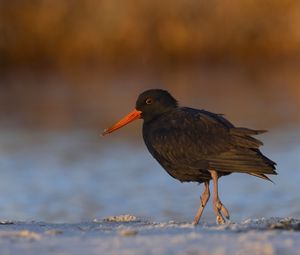 Preview wallpaper sooty  oystercatcher, oystercatcher, bird, wildlife