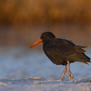 Preview wallpaper sooty  oystercatcher, oystercatcher, bird, wildlife