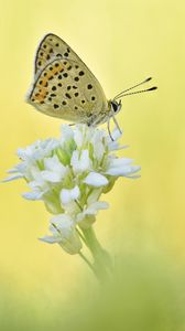 Preview wallpaper sooty copper, butterfly, flower, blur, macro