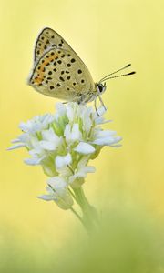 Preview wallpaper sooty copper, butterfly, flower, blur, macro