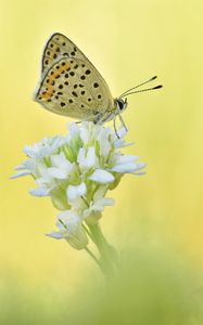 Preview wallpaper sooty copper, butterfly, flower, blur, macro