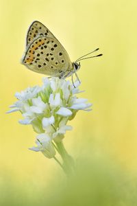 Preview wallpaper sooty copper, butterfly, flower, blur, macro