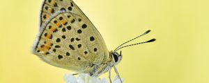 Preview wallpaper sooty copper, butterfly, flower, blur, macro