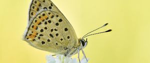 Preview wallpaper sooty copper, butterfly, flower, blur, macro