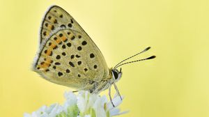 Preview wallpaper sooty copper, butterfly, flower, blur, macro