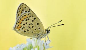 Preview wallpaper sooty copper, butterfly, flower, blur, macro