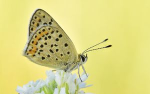 Preview wallpaper sooty copper, butterfly, flower, blur, macro