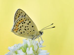 Preview wallpaper sooty copper, butterfly, flower, blur, macro