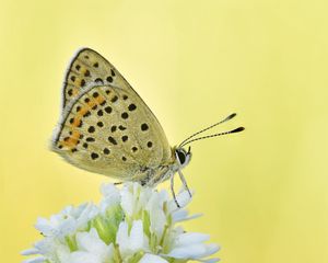 Preview wallpaper sooty copper, butterfly, flower, blur, macro