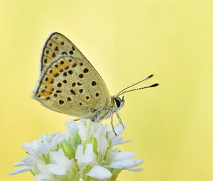 Preview wallpaper sooty copper, butterfly, flower, blur, macro