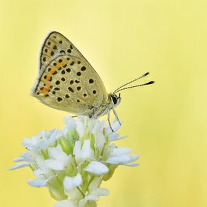 Preview wallpaper sooty copper, butterfly, flower, blur, macro