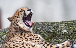 Preview wallpaper south african cheetah, cheetah, animal, predator