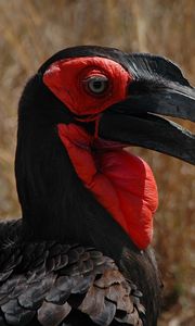 Preview wallpaper southern ground hornbill, head, beak, bird