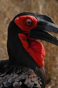 Preview wallpaper southern ground hornbill, head, beak, bird