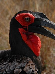 Preview wallpaper southern ground hornbill, head, beak, bird