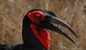 Preview wallpaper southern ground hornbill, head, beak, bird